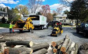 How Our Tree Care Process Works  in  Norwood, PA